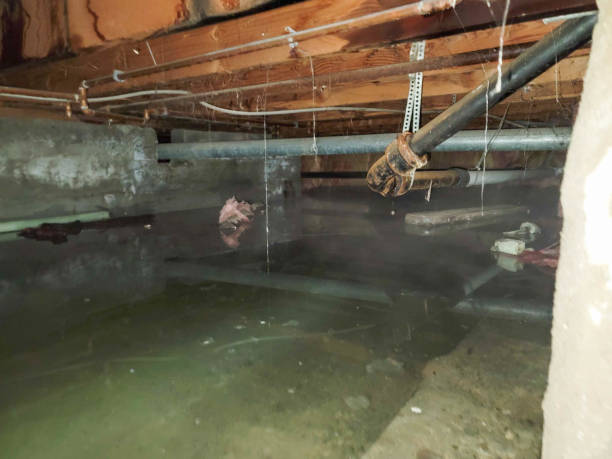 Best Flood damage cleanup  in West Point, KY